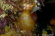 Symploca hydnoides algue cyanobaterie ponpon Bonaire 1000steps-26m-20180222-Denis-ADER-DSC_7470_tn